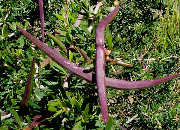  Periploca angustifolia, flora cabo de Gata