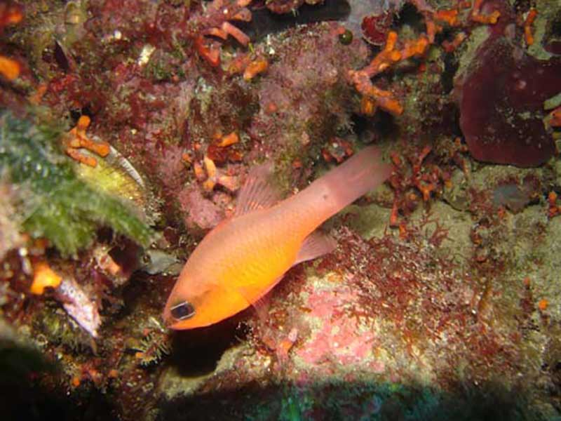ecosistema marino del cabo de-gata