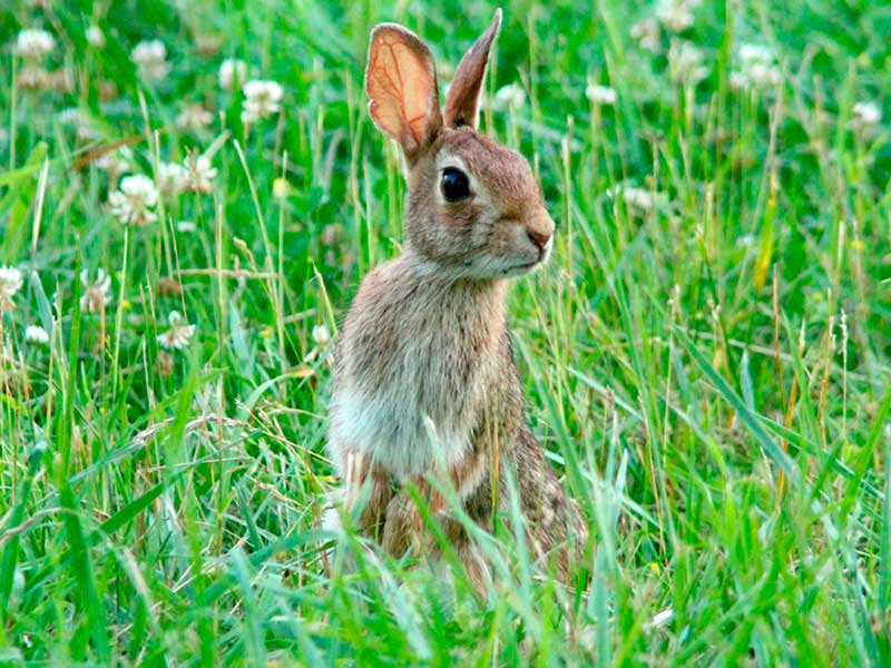 Conejo. Fauna terrestre en 